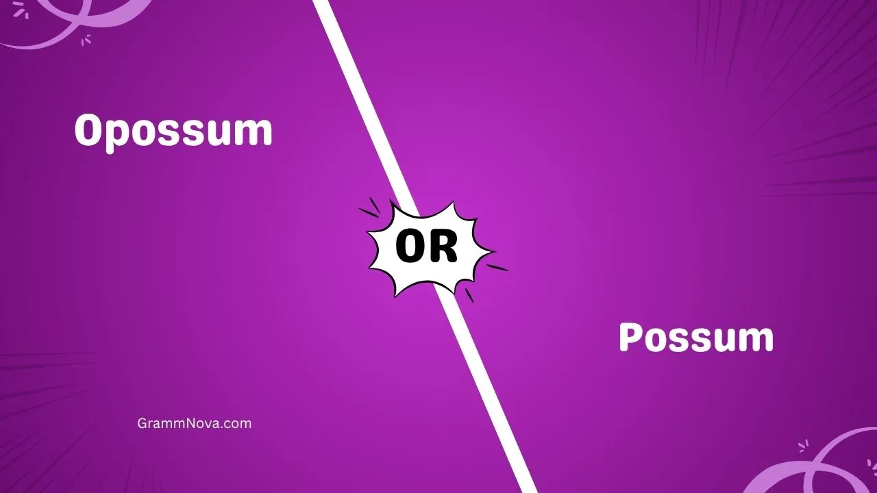 Opossum or Possum 